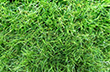 THE TURF